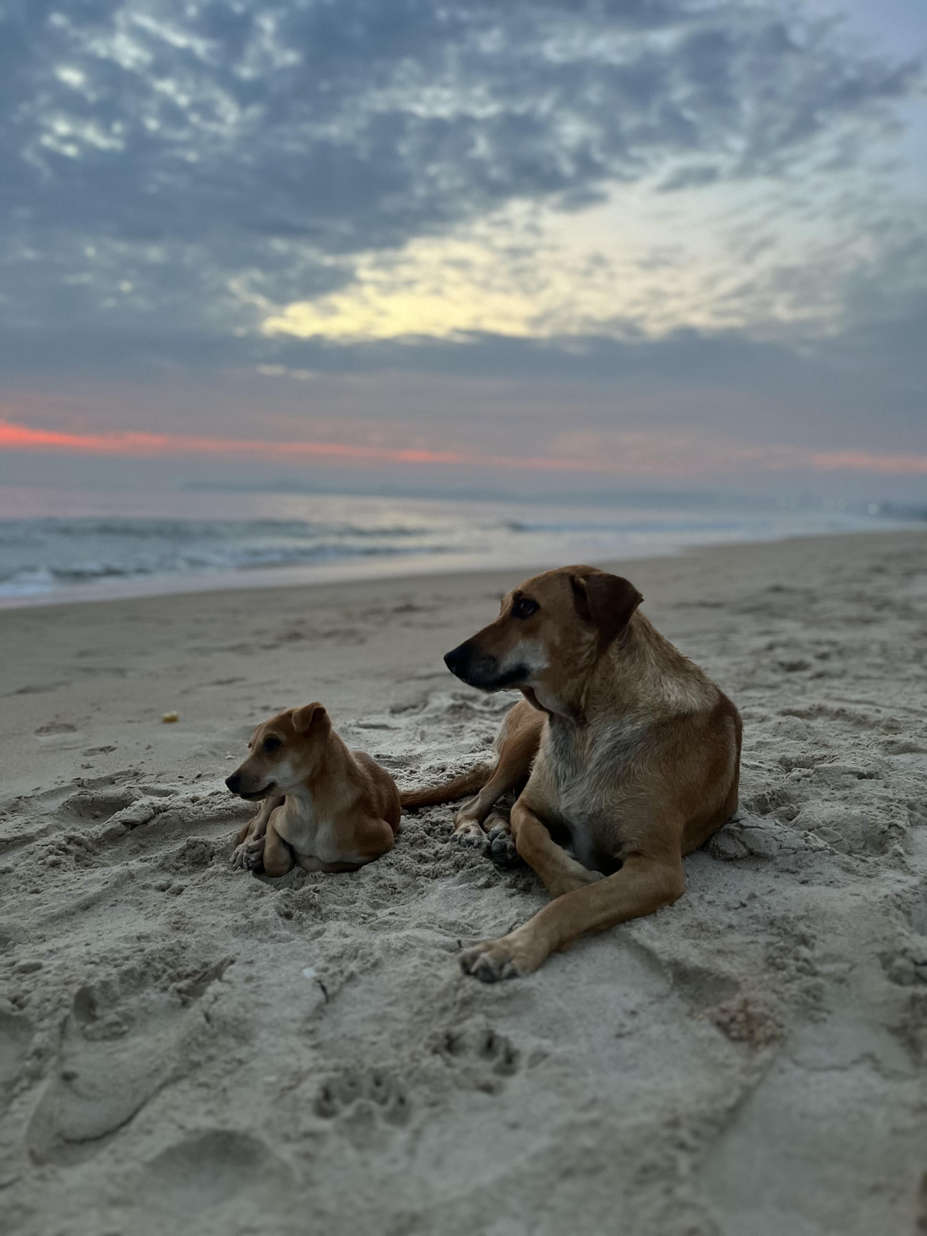 Arrosim Beach, Goa